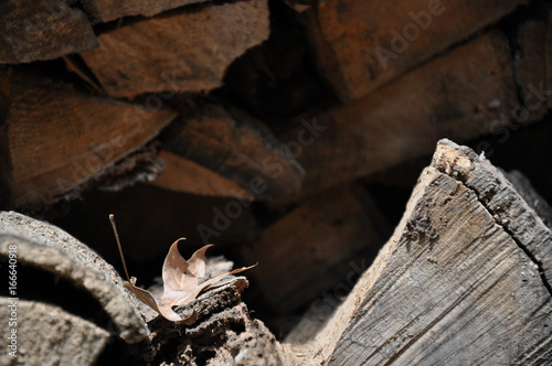 Chopped Wood © BONNIE C. MARQUETTE