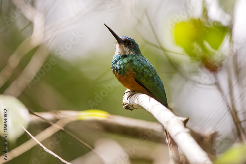 Rufous-tailed Jacamar photo