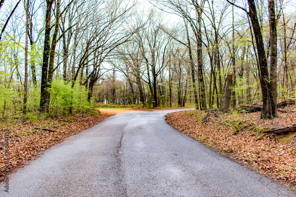 Covered Country Road