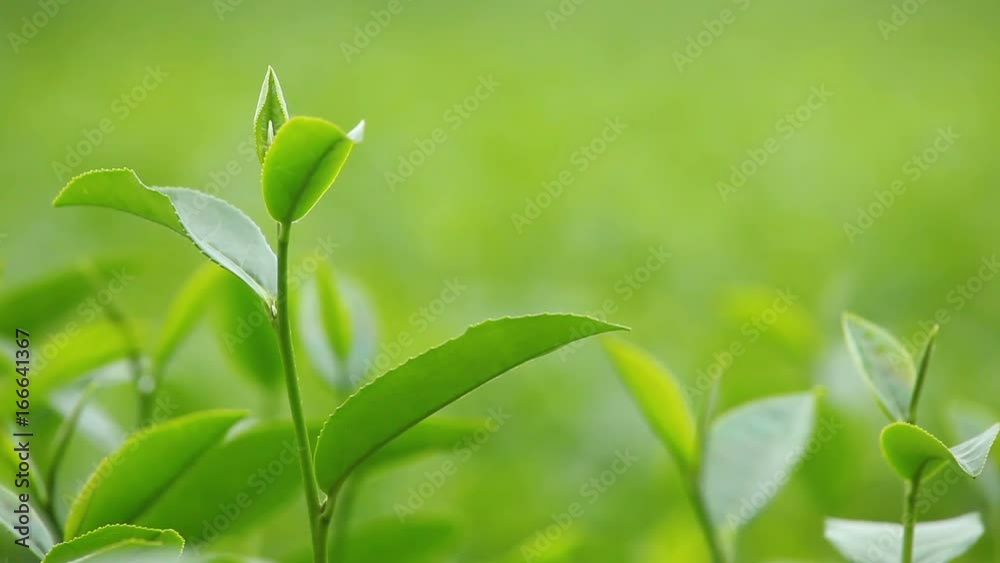 Fresh tea leaves in morning on tea plantation field Fresh tea leaves in morning on tea plantation field