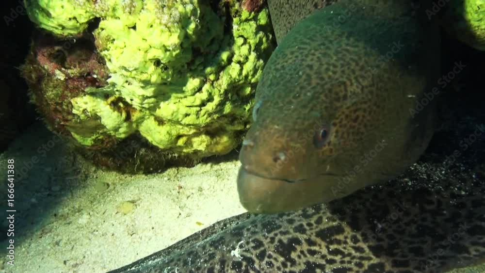 Close up, wild moray eel in Red Sea reef Close up, wild moray eel in Red Sea reef