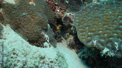 Close up, mantis shrimp in Indian Ocean reef