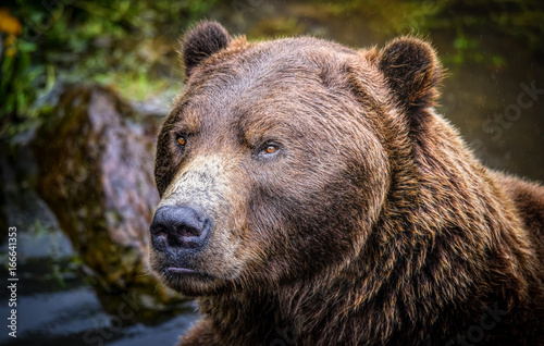 Принти на полотні Ursus arctos sitkensis