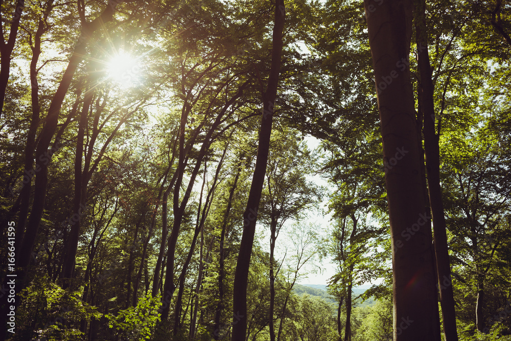Fototapeta premium Beech forest