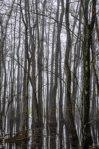 Ghost Trees