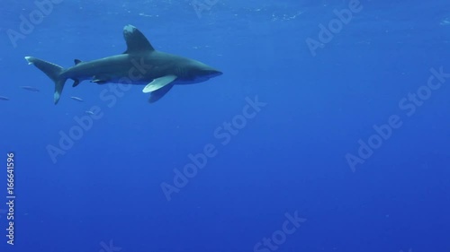 Wallpaper Mural POV, white tip shark swims in Bahamas Torontodigital.ca