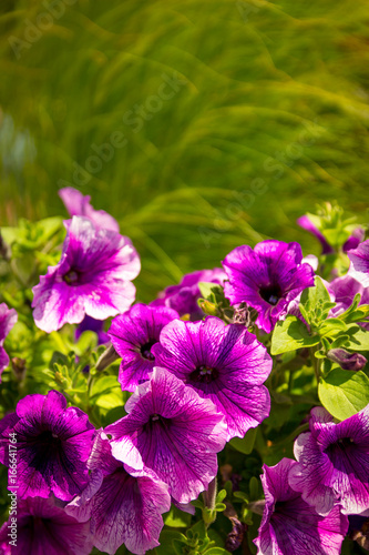 purple flowers © Randy
