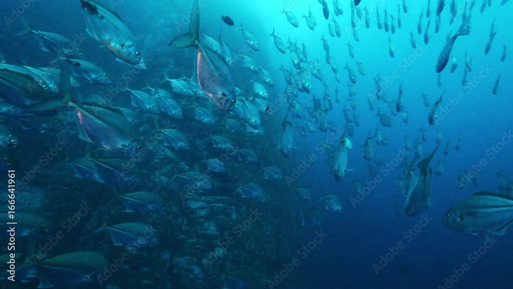 School of fish swim over ocean ridge, POV School of fish swim over ocean ridge, POV