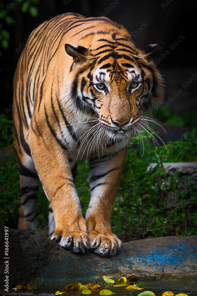 Fototapeta premium Close up tiger.