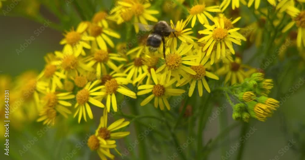 Honeybee feeding on yellow ragwort wildflower blooms. Slow motion Honeybee feeding on yellow ragwort wildflower blooms. Slow motion