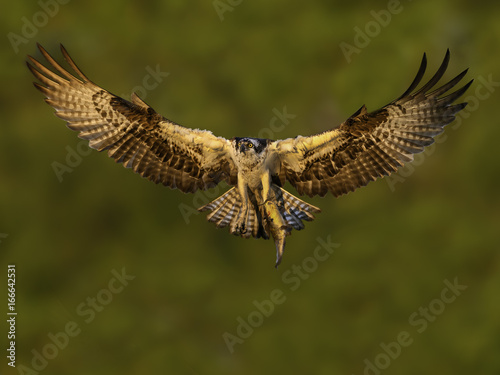Osprey Flying with Fish at Sunset