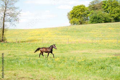 One horse run free in meadow