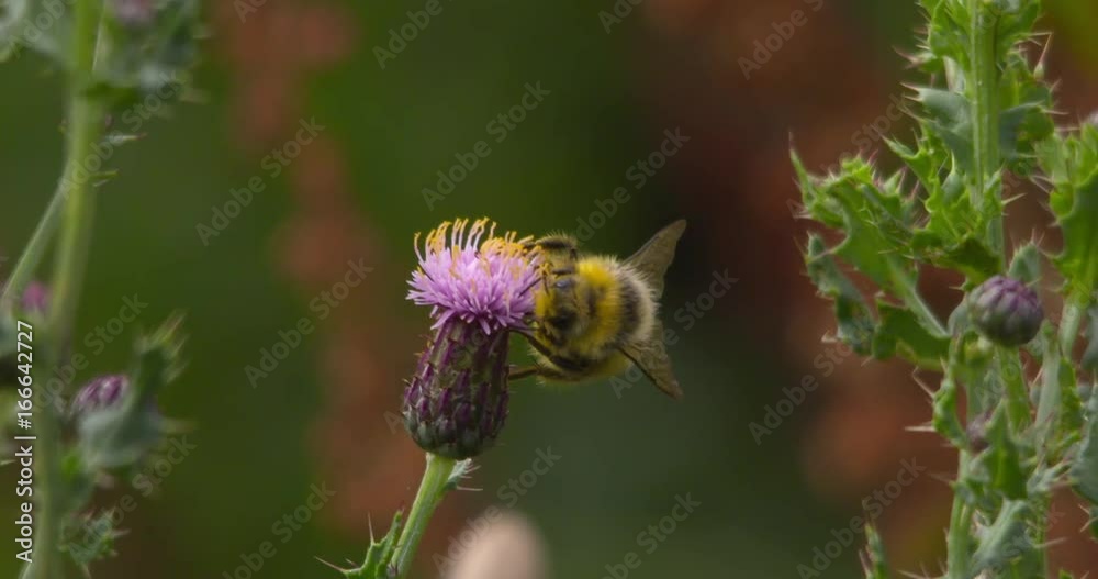 Honeybee feeding on thistle wildflower slow motion Honeybee feeding on thistle wildflower slow motion