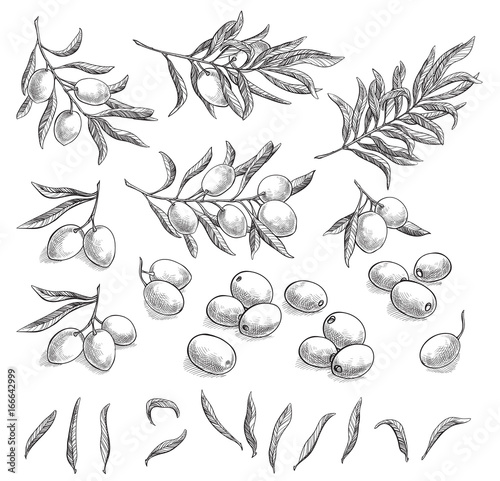 Obraz na płótnie Olive sketch element collection, olive branches isolated over white background,