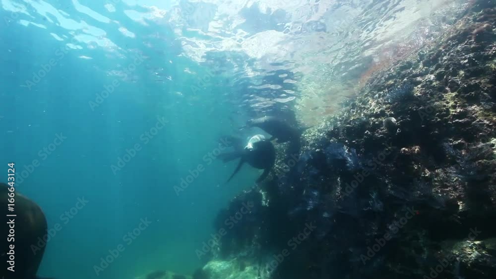 custom made wallpaper toronto digitalDiving with Sea Lions, POV in Sea of Cortez