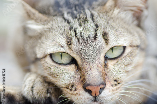 Close up of cat face looking the camera,Thai cat © nungning20