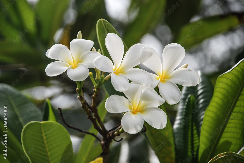 Beautiful blossom white Plumeria flower in Thailand Beautiful blossom white Plumeria flower in Thailand