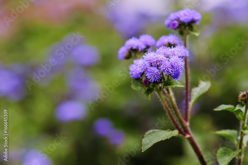 close up small purple flowers in garden