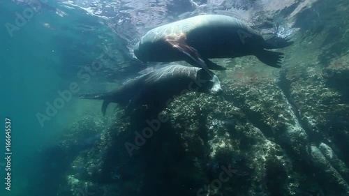 Sea Lions in Sea of Cortez, underwater diving POV near reef