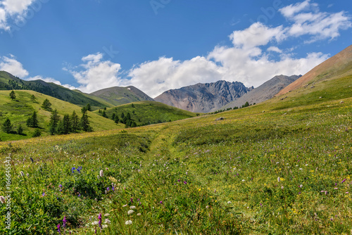 mountains meadow road hills wildflowers