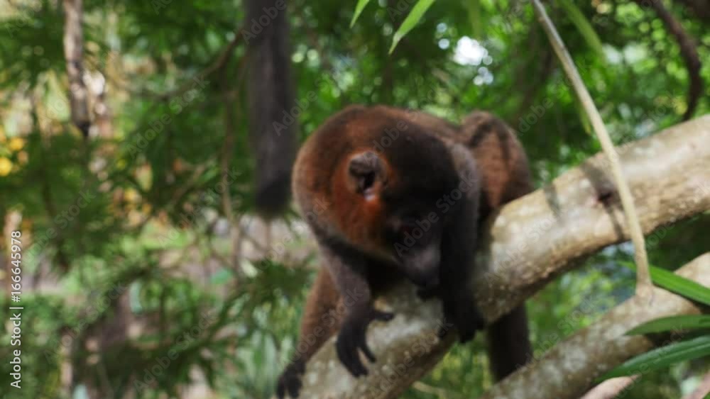 Mongoose lemur jumps off tree, close up Mongoose lemur jumps off tree, close up