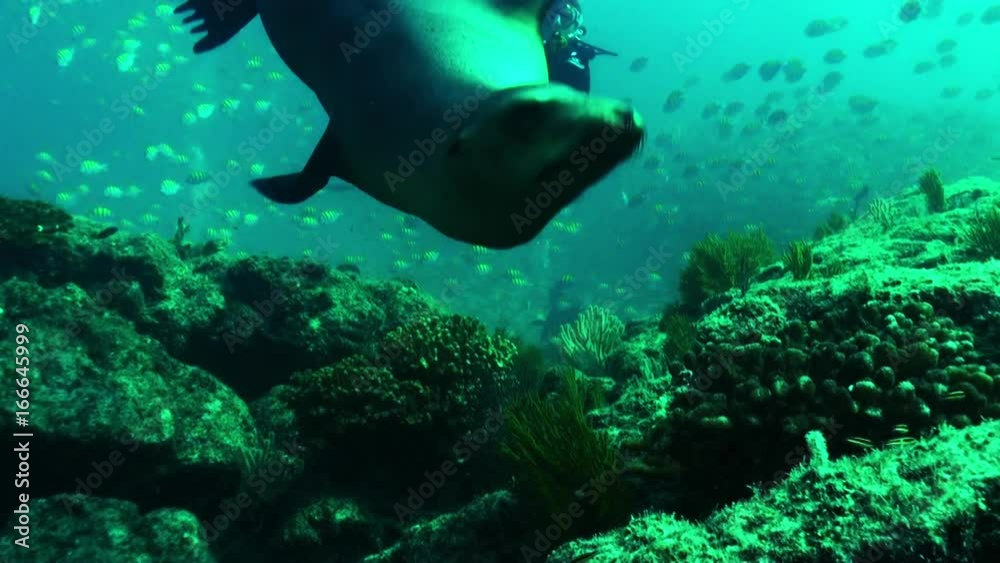 Sea Lion hunts Sergeant Major fish near reef Sea Lion hunts Sergeant Major fish near reef