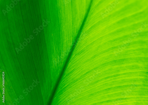 green leaf texture background