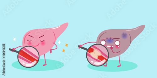 cute cartoon liver