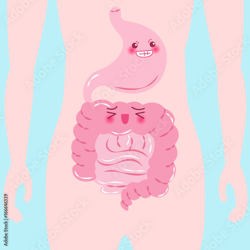 cartoon intestine and stomach