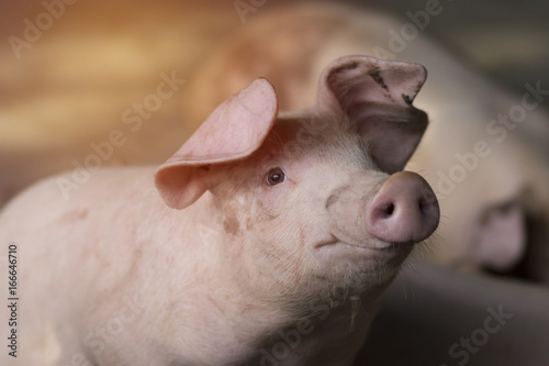 Small piglet waiting feed in the farm. Pigs indoor on a farm yard in Thailand. swine in the stall. Close up eyes and blur. Portrait animal.
