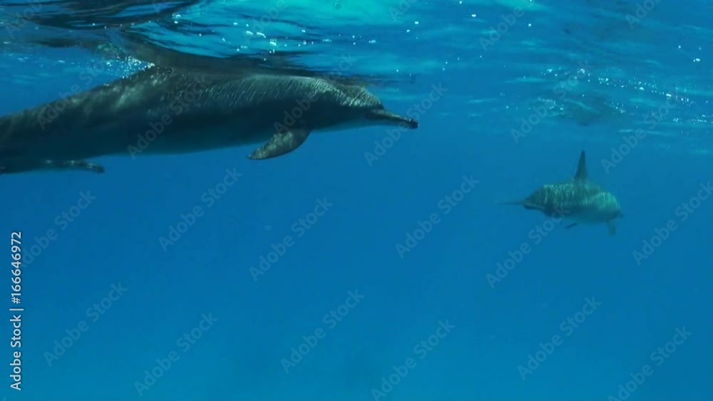 Pod of Spinner Dolphins, Red Sea Pod of Spinner Dolphins, Red Sea
