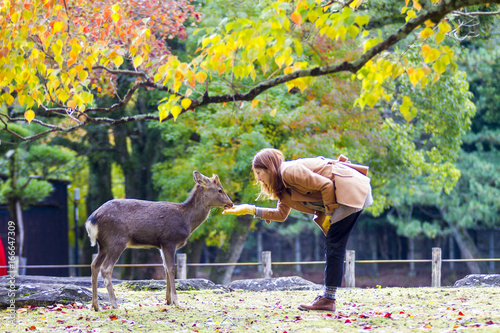 fall season with beautiful maple color at Nara Park, Japan