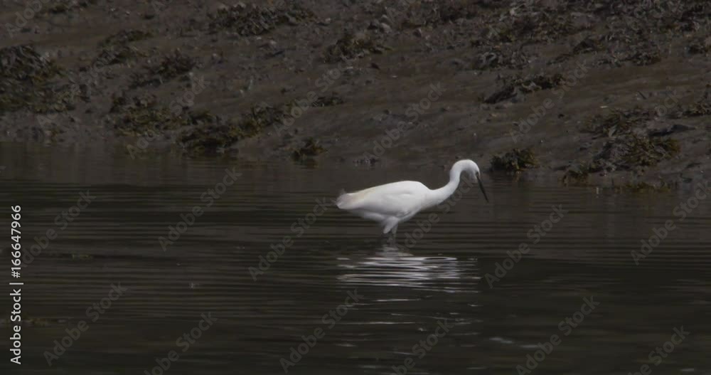 White Egret fishing in wetland stream. Slow motion White Egret fishing in wetland stream. Slow motion