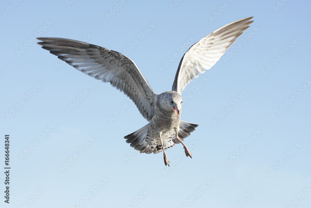 Ring-billed Gull (larus delawarensis) Ring-billed Gull (larus delawarensis)