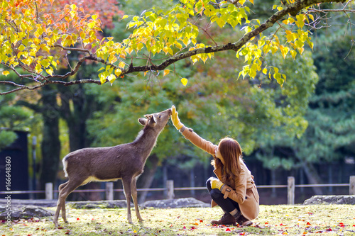 fall season with beautiful maple color at Nara Park, Japan photo