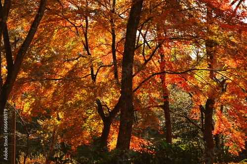 光が射し込む紅葉した森林