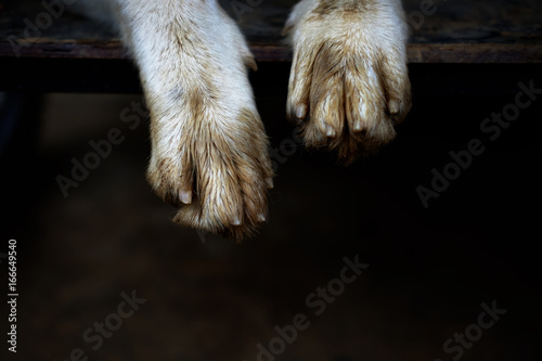 Dog foot.,