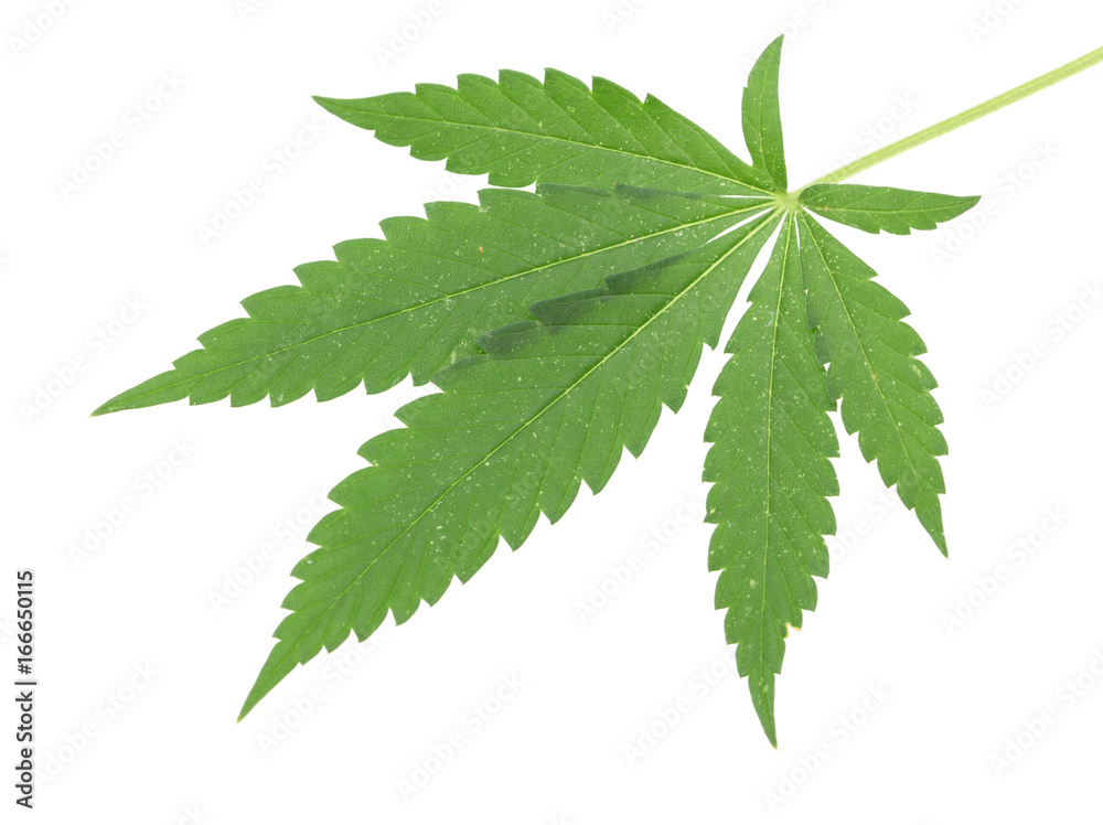 Hemp leaves on white background Hemp leaves on white background