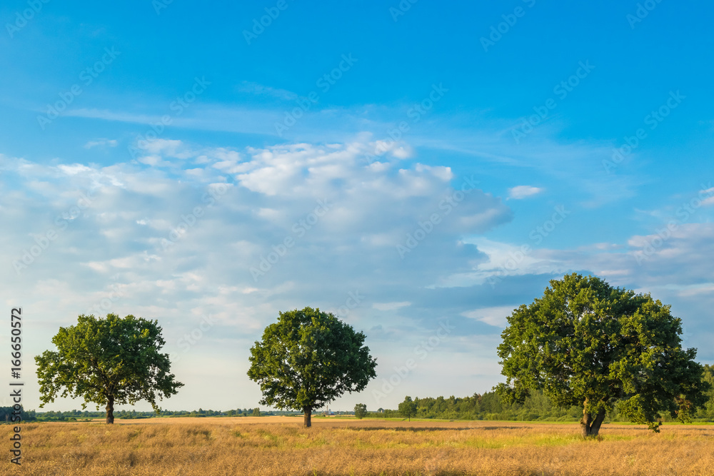 Rural landscape with three trees in the field Rural landscape with three trees in the field