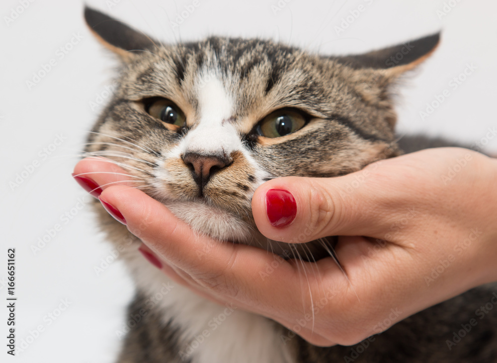 Naklejka premium Hand stroking a cat