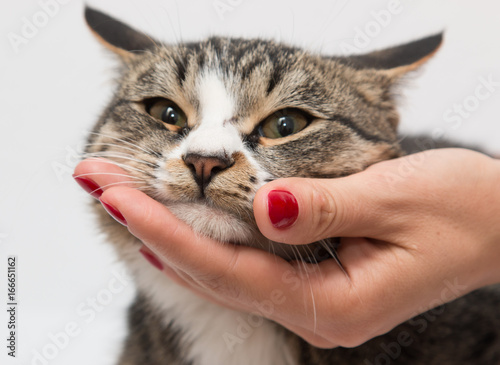 Hand stroking a cat