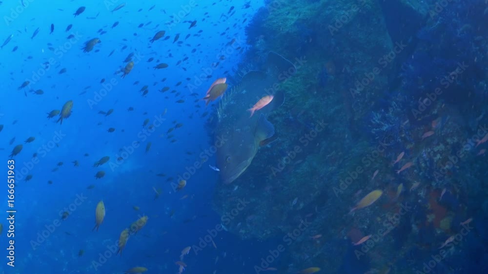 Grey fish swims around coral reef in Mediterranean Sea, POV Grey fish swims around coral reef in Mediterranean Sea, POV