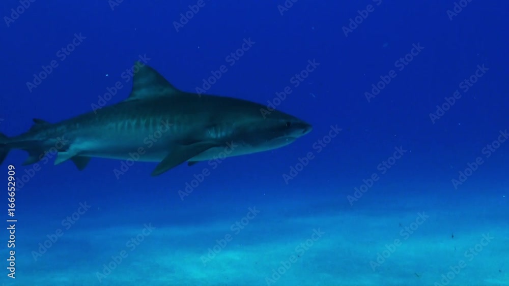 Tiger shark swims alone near Bahamas, underwater POV Tiger shark swims alone near Bahamas, underwater POV