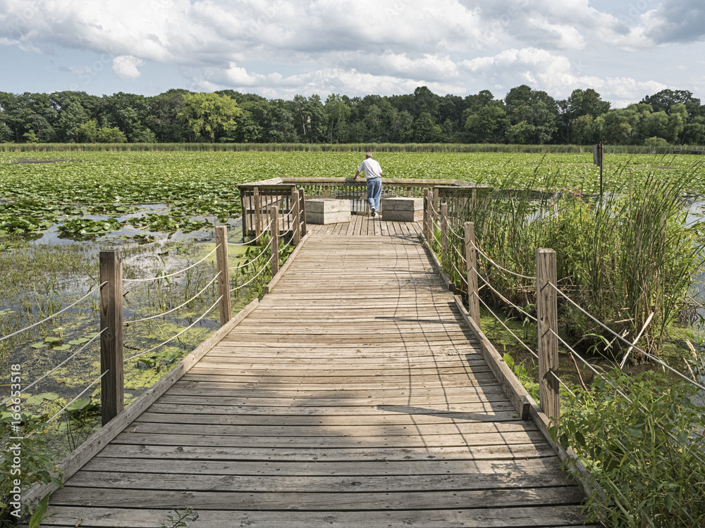 Senior man on pier overlooking lake covered in lilypads