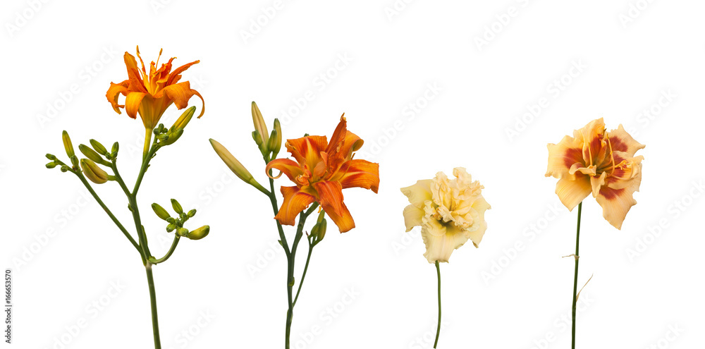 Set double Daylily (Hemerocallis) on a white background isolated Set double Daylily (Hemerocallis) on a white background isolated