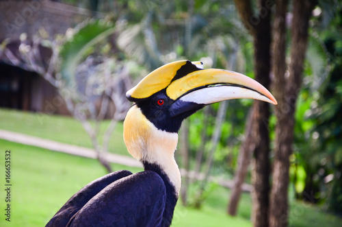 Oriental Pied-hornbill , small beautiful hornbill from Southeast Asian forests and woodlands, Thailand
