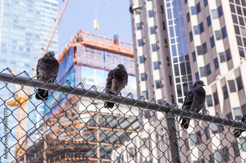 pigeons on a fence