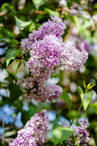Inflorescence of pink lilac against the blue sky  © licvin