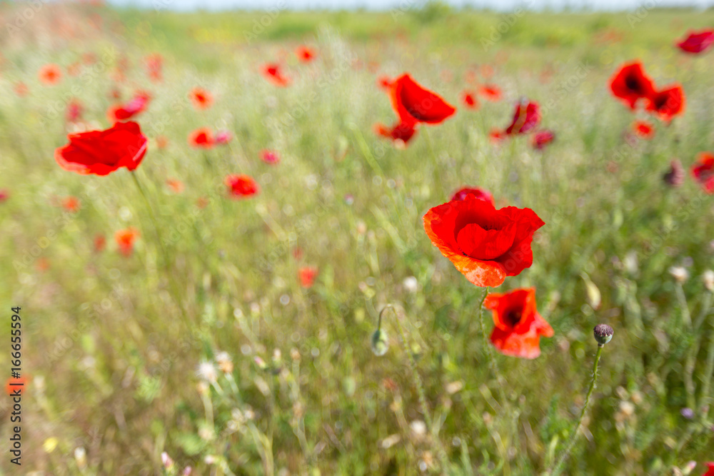 Naklejka premium green and red beautiful poppy flower field background
