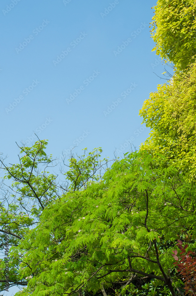 branches of green trees and blue sky branches of green trees and blue sky